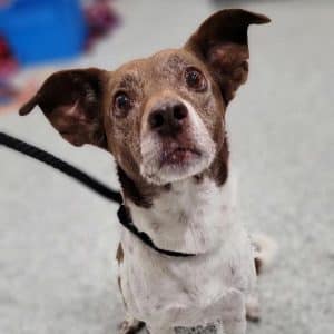 Lotsa Love! The DeKalb Animal Shelter is home to lotsa furry friends anxious to give lotsa love. All they need is a forever home. “Meika” is such a pet and she is the WJLE/DeKalb Animal Shelter featured “Pet of the Week”.