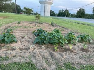 A group of DeKalb Middle School started a garden on campus over the summer and students are involved helping take care of it by hoeing and tilling the garden and then when the produce is ready to be picked, the students get to take it home as fruits of their labor. The kids are raising zucchini squash, yellow squash, cucumbers, and tomatoes, cabbage, sweet potatoes, watermelons, cantaloupes, carrots and a variety of other fruits and vegetables.