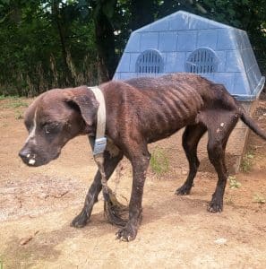 Dowelltown Man Pleads Guilty to Animal Cruelty. Photo shows condition of dog when found on July 27, 2023