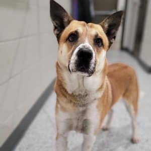 If you’re longing for a good pet companion to start the new year, come see “Chief” at the DeKalb Animal Shelter. This beautiful two-and-a-half-year-old Akita mix is the WJLE/DeKalb Animal Shelter featured “Pet of the Week.”