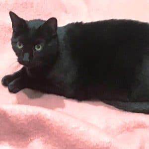 “Meet Panther” the WJLE/DeKalb Animal Shelter featured “Pet of the Week.”