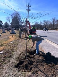 Restoration Effort Begins with Tree Planting at Historic Town Cemetery
