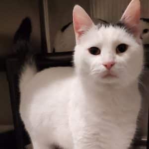 Two of a kind! Thanks to the DeKalb Animal Shelter you can double your pleasure and fun by adopting “Johnny” and “Walker”. The WJLE/DeKalb Animal Shelter featured “Pets of the Week” Johnny is pictured here