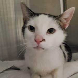 Two of a kind! Thanks to the DeKalb Animal Shelter you can double your pleasure and fun by adopting “Johnny” and “Walker”. The WJLE/DeKalb Animal Shelter featured “Pets of the Week” Walker is pictured here